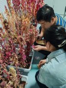 藜麦“走下山”扎根黄三角盐碱地 